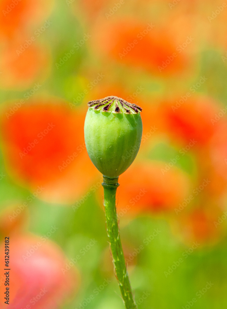 A close-up with a green poppy breadseed and blurred background A close-up with a green poppy breadseed and blurred background