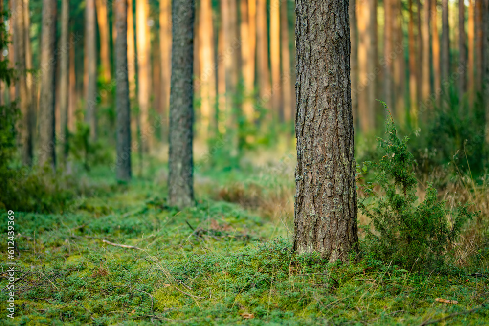 Naklejka premium Beautiful mixed pine and deciduous forest, Lithuania