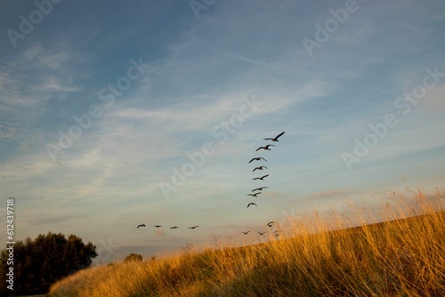 Photography Group of birds flying over the field
