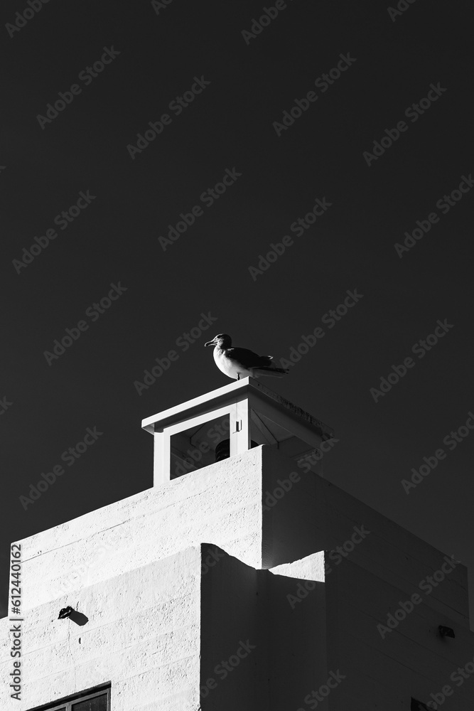 Vertical grayscale shot of a seagull sitting on a minimalistic building rooftop Vertical grayscale shot of a seagull sitting on a minimalistic building rooftop