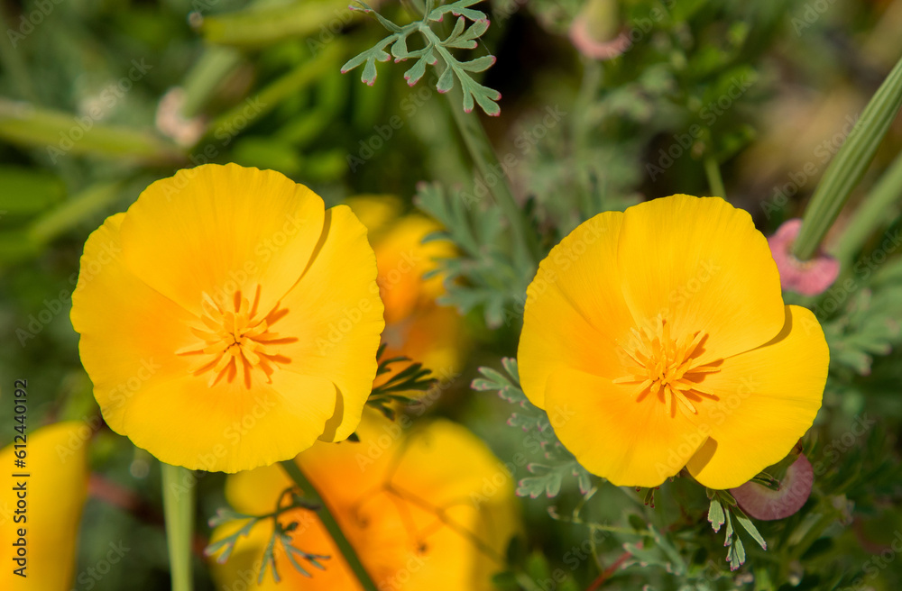 Fototapeta premium A close-up of Eschscholzia californica flowers