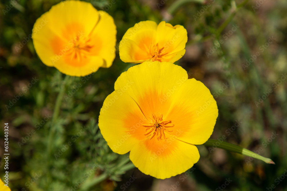 A close-up of Eschscholzia californica flowers A close-up of Eschscholzia californica flowers