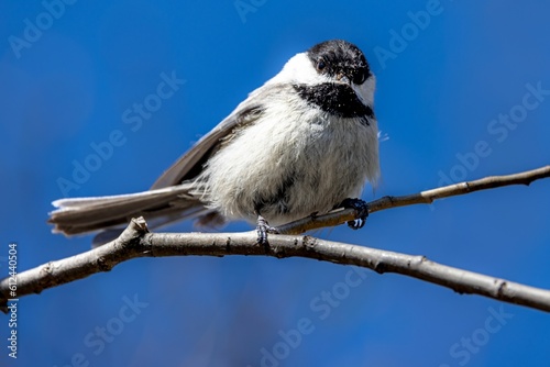 Closeup shot of a single white and black bird on a tree branch.