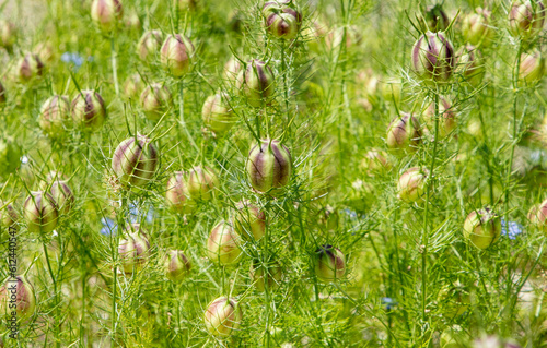 A close-up of many plants with Nigella sativa flower buds photo