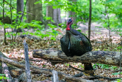 Closeup shot of a single wild turkey on a tree branch.