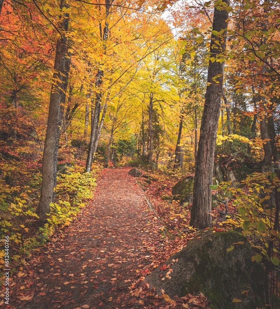 Gorgeous view of a path covered by fallen leaves in a lively autumn forest with vibrant yellow trees Gorgeous view of a path covered by fallen leaves in a lively autumn forest with vibrant yellow trees