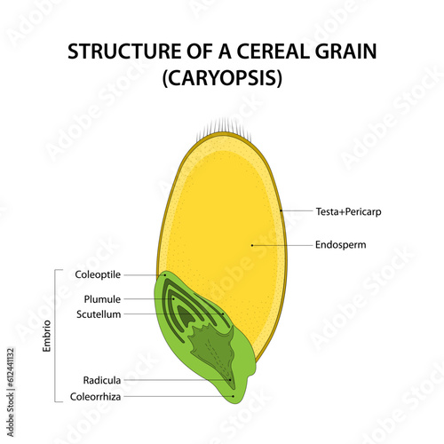 Structure of a Cereal Grain (caryopsis). Diagram labelled. photo