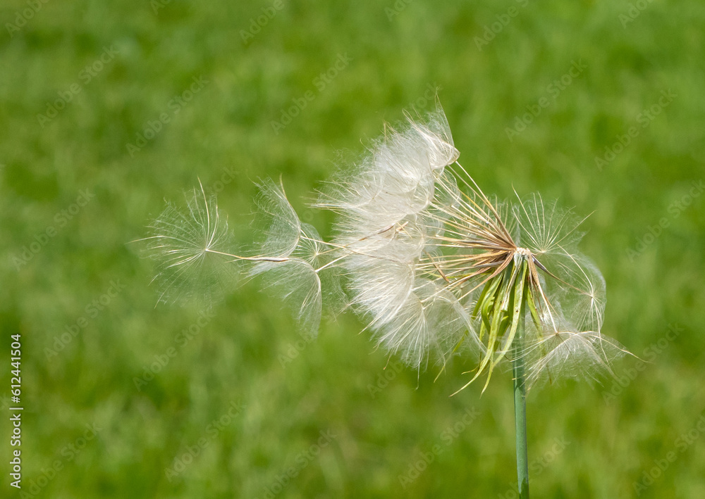 Obraz premium dandelion seeds carried by the wind