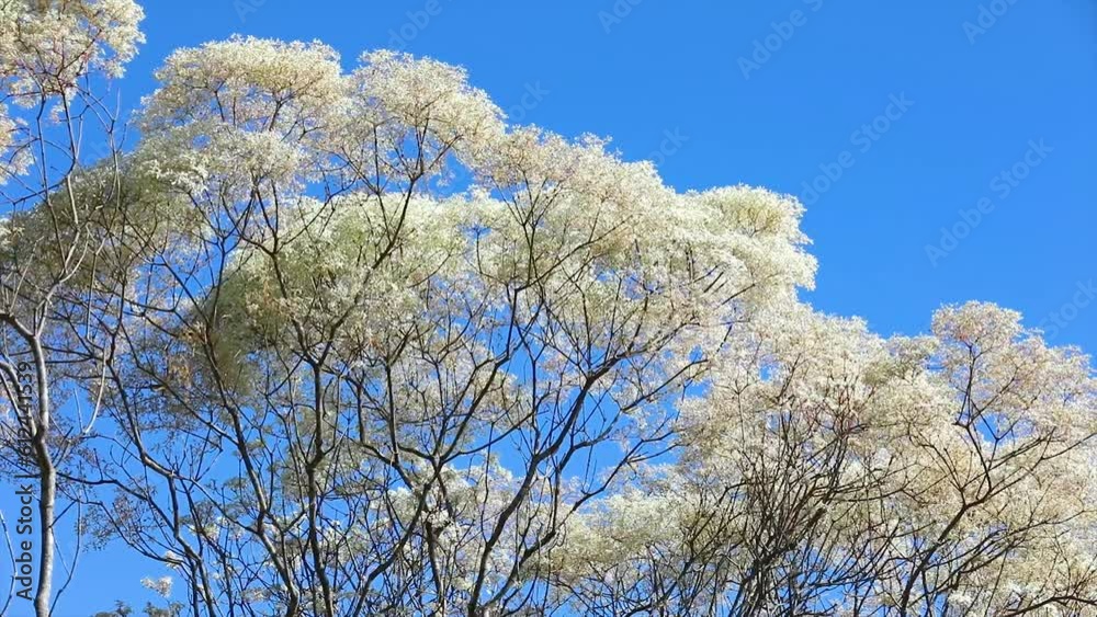 White leaf plant known as White leaf plant known as
