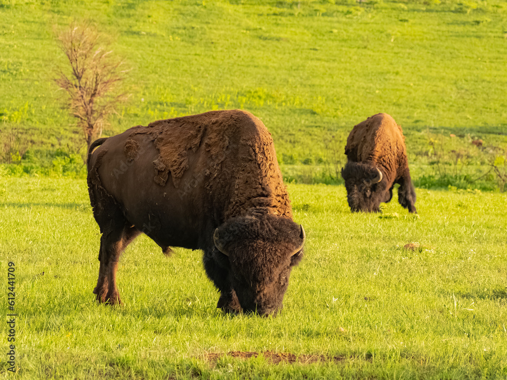 Close up shot of cute Bison in Wichita Mountains