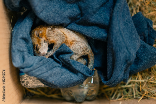 rescued baby squirrel sleeps in a box. depleted