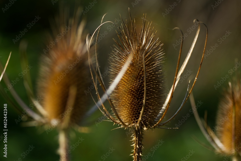 Closeup of growing Thistle in blurred background Closeup of growing Thistle in blurred background