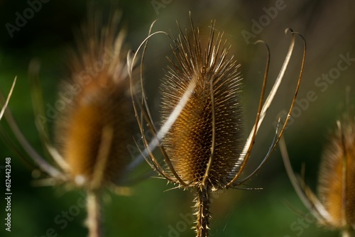 Closeup of growing Thistle in blurred background