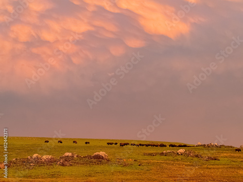 Sunset view of beautiful clouds and many bison walking in Wichita Mountains National Wildlife Refuge