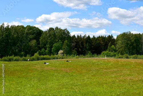 A view of a group of white, black, and brown cows and bulls grazing, drinking water, and resting next to a heavy protected border between Poland, Lithuania, and Russian Federation seen in summer