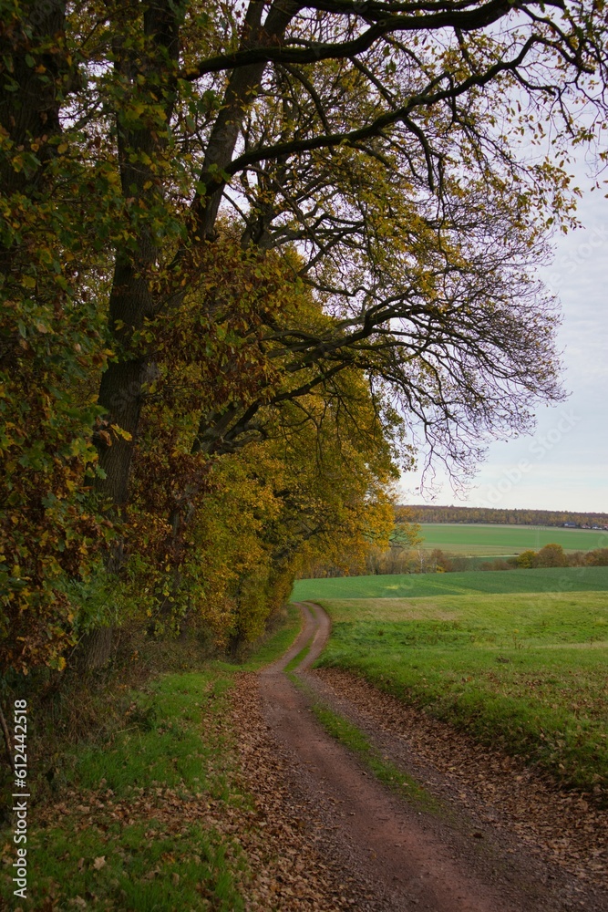 Road in the green field with green trees.