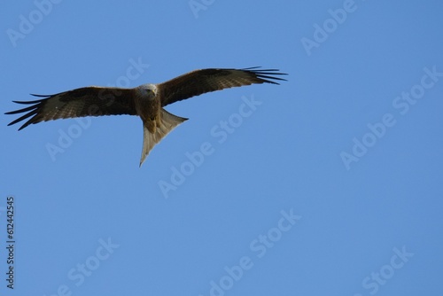 Close-up shot of a hawk flying in the sky