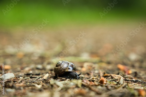 Close-up shot of a snail on the ground with a blurred background