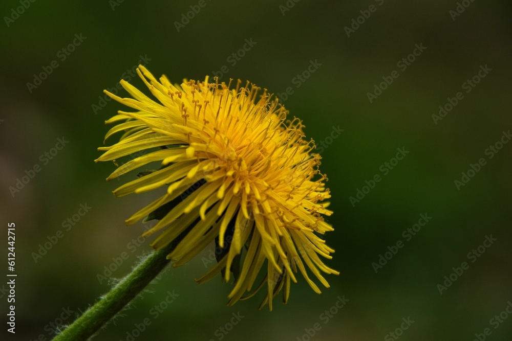 Closeup shot of a common dandelion flower. Closeup shot of a common dandelion flower.