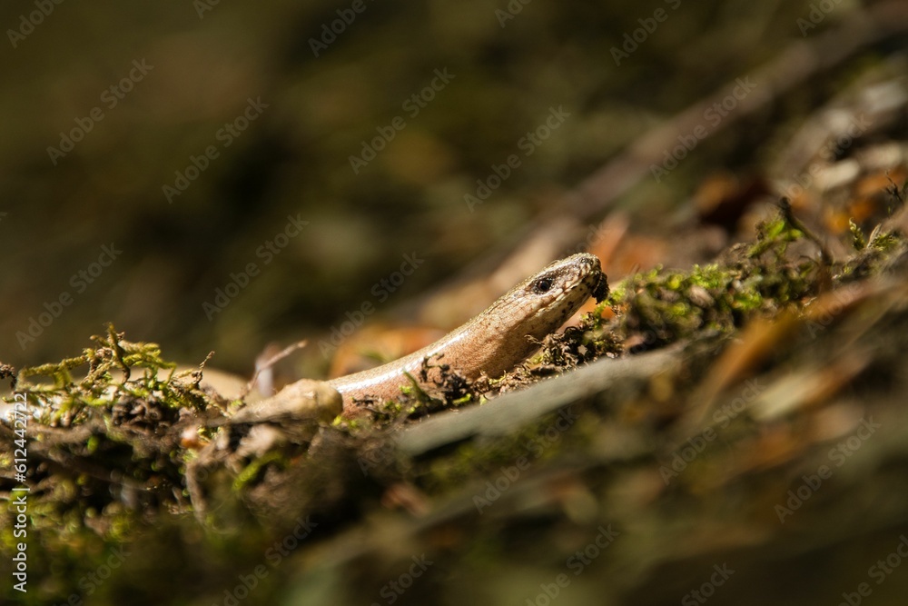Fototapeta premium Slow worm crawling on the ground.