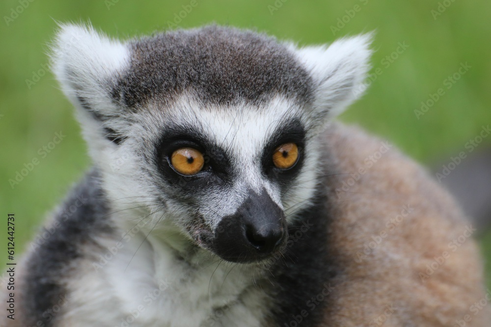 Obraz premium Zbliżenie na uroczego lemura.