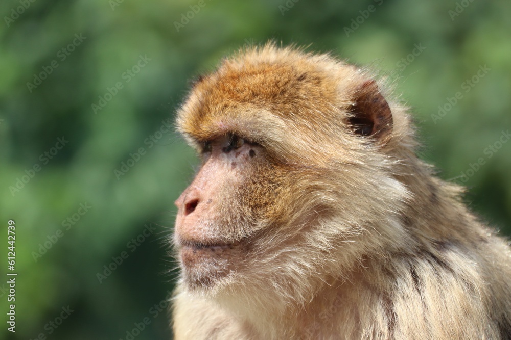 Closeup shot of a Barbary macaque. Closeup shot of a Barbary macaque.