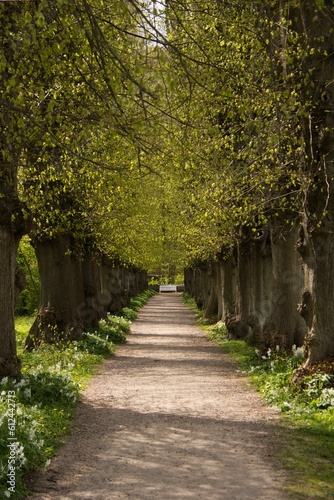 Vertical shot of a path surrounded by green grass and trees.