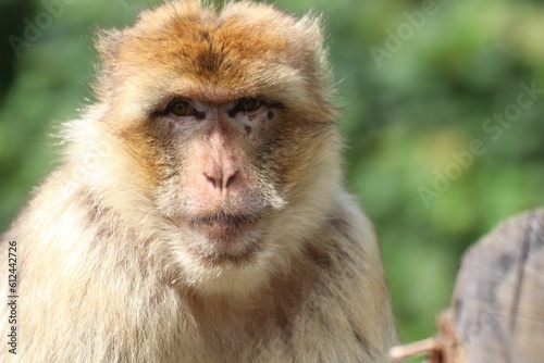 Closeup shot of a Barbary macaque. photo