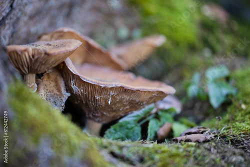 Closeup shot of the mushrooms growing on the mossy tree trunk