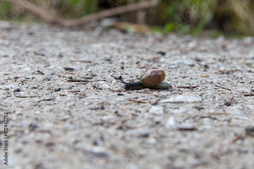 Closeup shot of a snail crawling on the rough ground on an isolated background