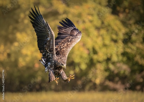 Closeup of a golden eagle flying over a field with its wings wide open © Doczahi/Wirestock Creators