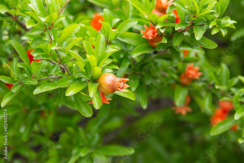 Red pomegranate flowers on pomegranate blossoming tree in the garden. Bright red Punica granatum blooms in summertime. Cyprus