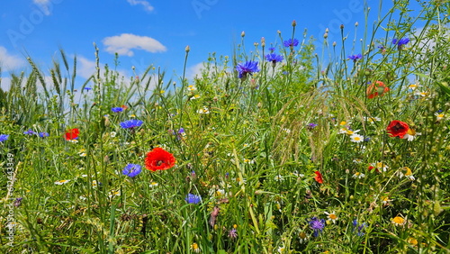 Blumenmeer in der Großstadt 
