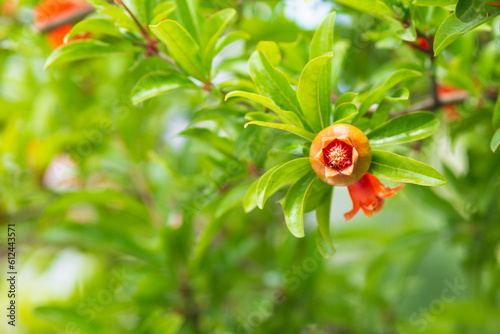 Red pomegranate flowers on pomegranate blossoming tree in the garden. Bright red Punica granatum blooms in summertime. Cyprus