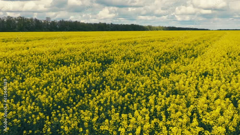 Blooming rapeseed field on a sunny day. Flying above stunning yellow rape fields in spring. Vegetable raw materials for biofuel production - biodiesel. Slow motion video, Blooming rapeseed field on a sunny day. Flying above stunning yellow rape fields in spring. Vegetable raw materials for biofuel production - biodiesel. Slow motion video,