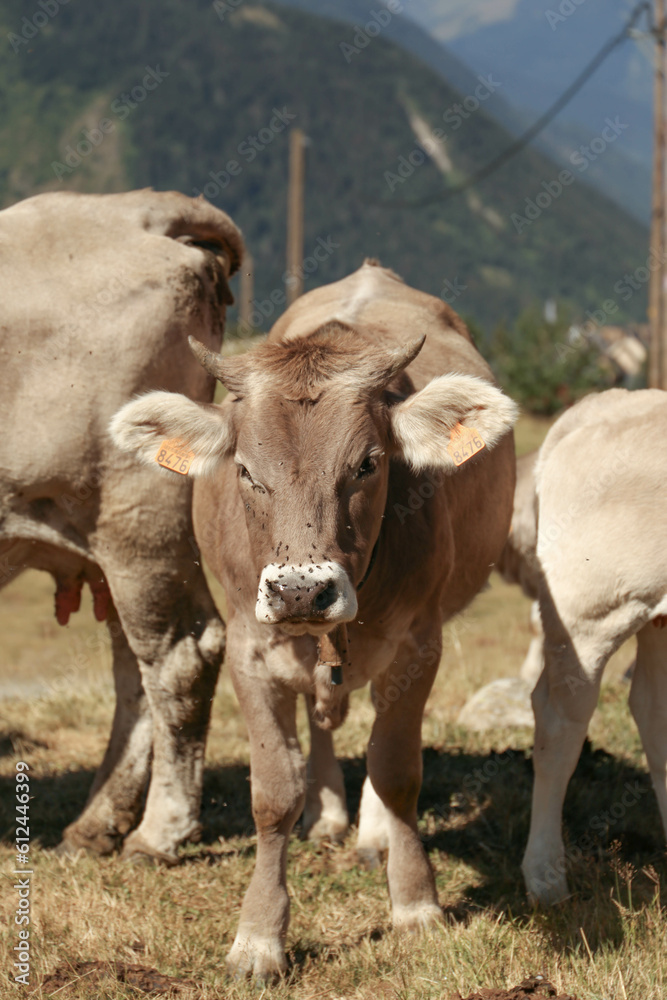 A cow in a mountain pasture.  