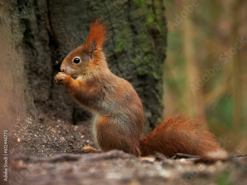 Closeup of a cute squirrel eating a nut