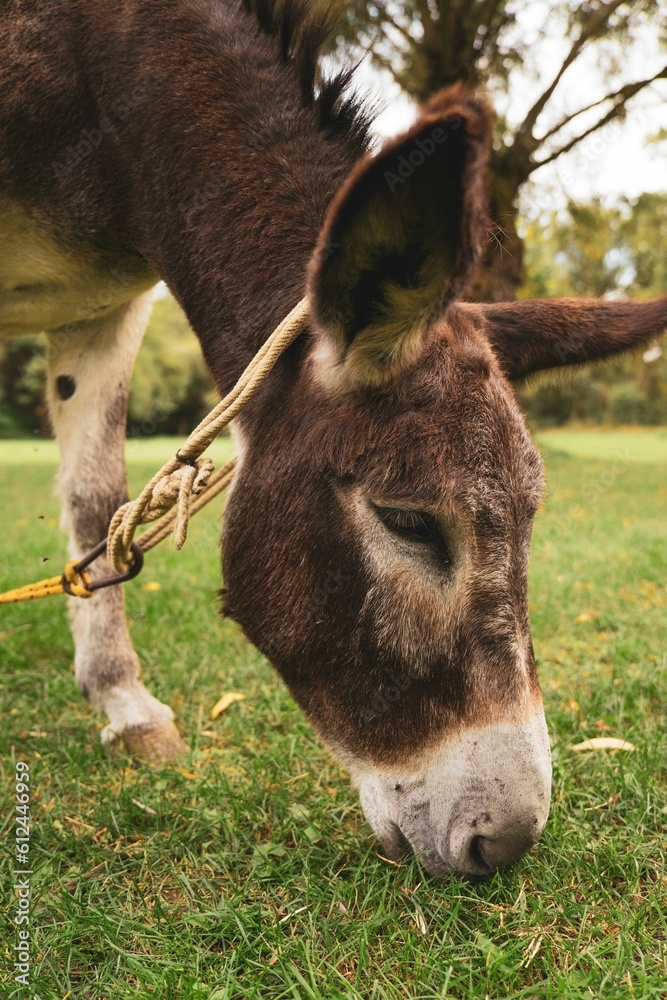 Fototapeta premium Vertical closeup shot of a cute donkey grazing