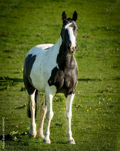 Beautiful closeup of a horse standing in a field