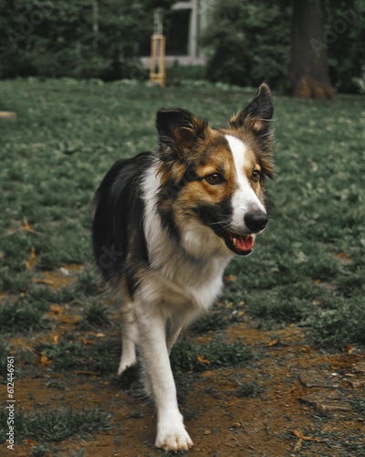 Fototapeta Naklejka Na Ścianę i Meble -  Vertical closeup shot of a cute dog walking in the park
