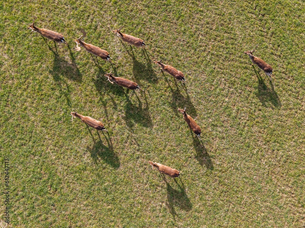 Fototapeta Top view of wild deer in a field