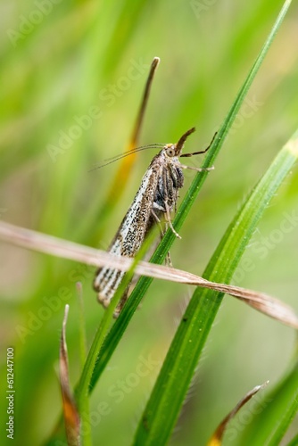 Grasshopper perching on plant stem