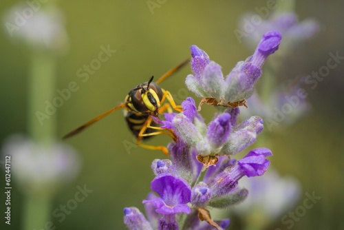 Closeup of a bee on a lavender plant © Aleš Bílek/Wirestock Creators