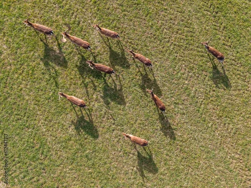 Obraz Top view of wild deer in a field