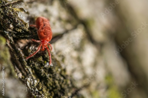 Mite perching on wood