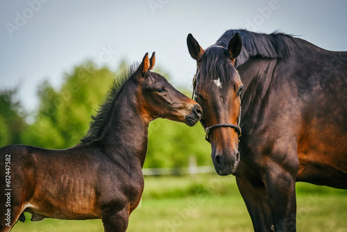 Fototapeta Bay foal playing with his mother in the pasture