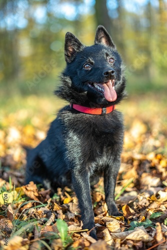 Selective focus of a black dog