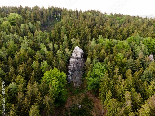 Top view of a summer forest