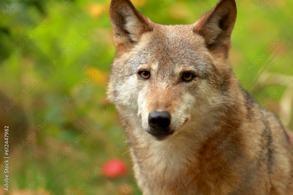 Closeup of a Mongolian wolf, looking at the camera, with forest blurred in the background