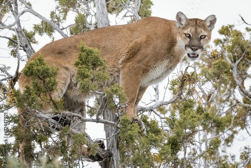 Fototapeta Naklejka Na Ścianę i Meble -  Closeup of a mountain female lion on top of a tree